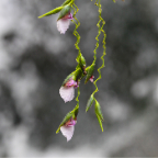 photoouting_botanicgardens-02